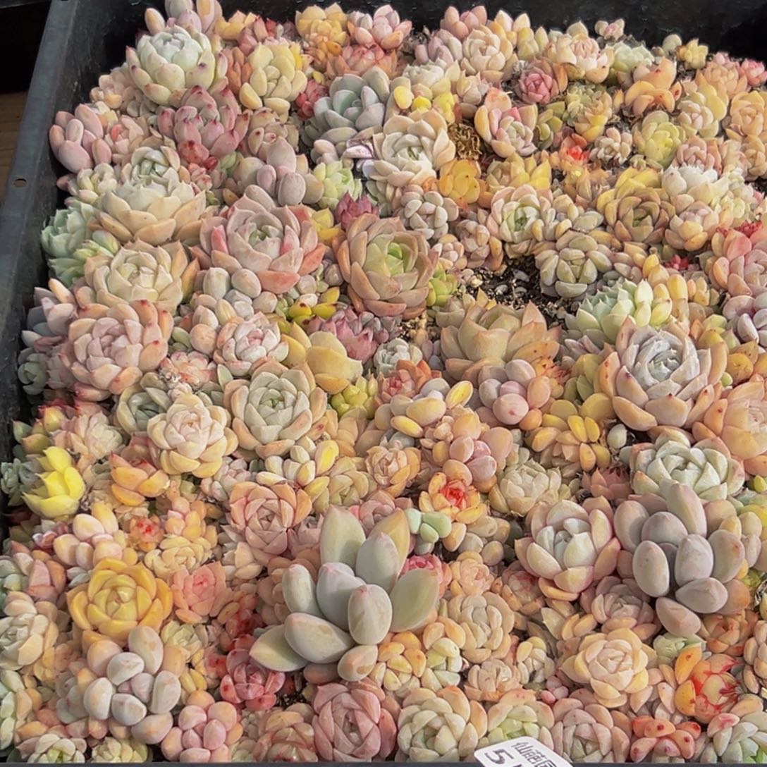 553多肉葡萄的味道是真的很