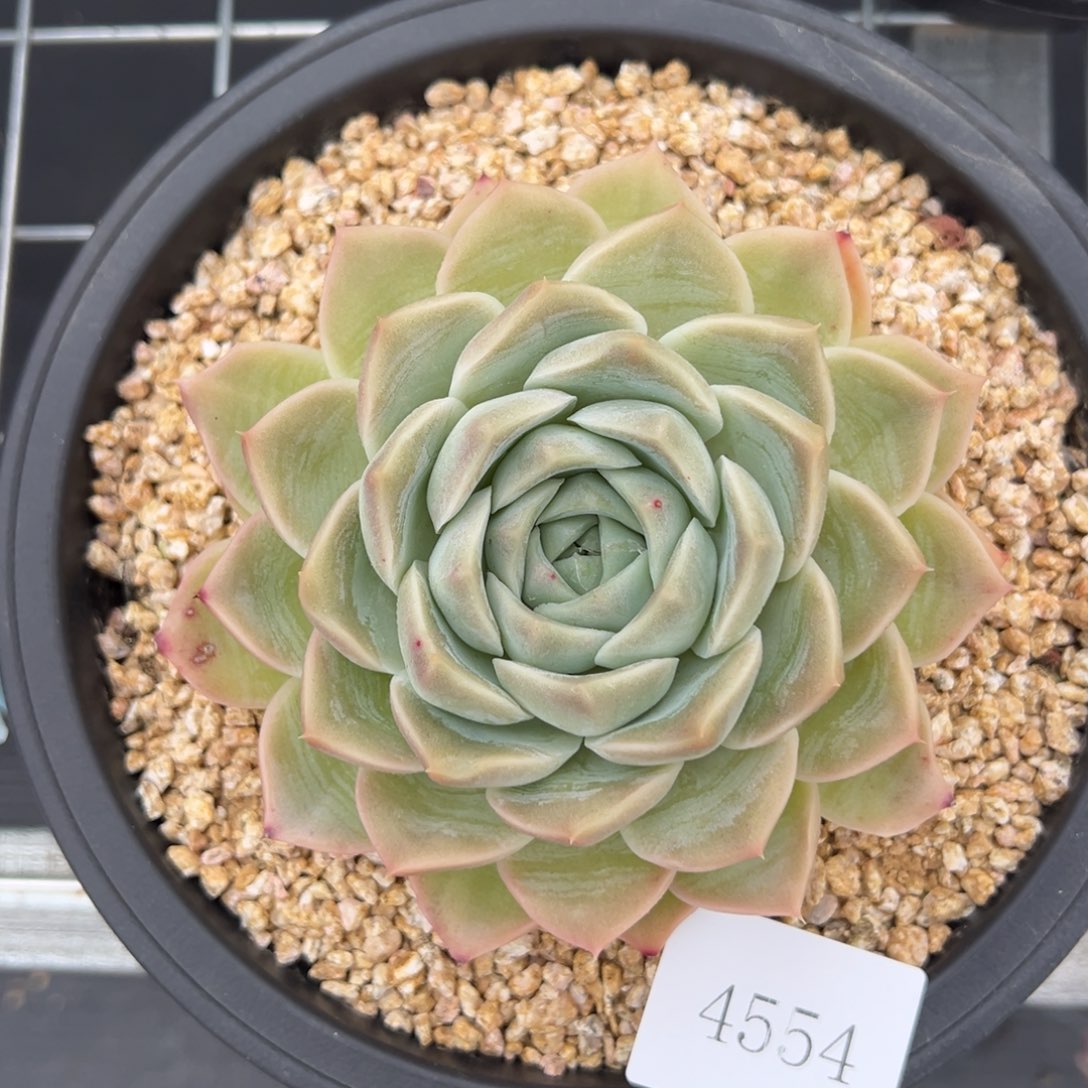 安*~4554肉肉肉肉肉肉肉