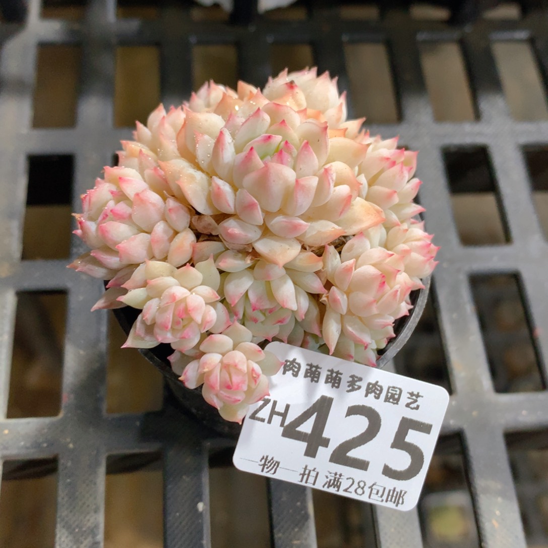 肉萌萌拇指盆精控多肉ZH425