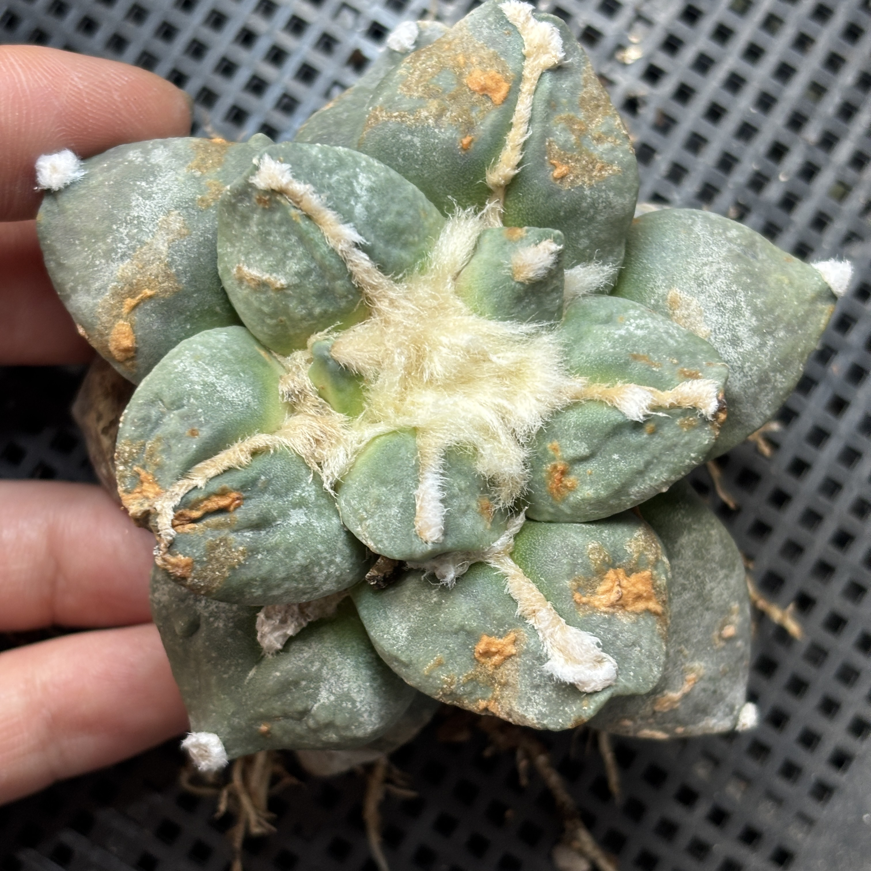 仙人球 一物一拍 岩牡丹 有根 DP767