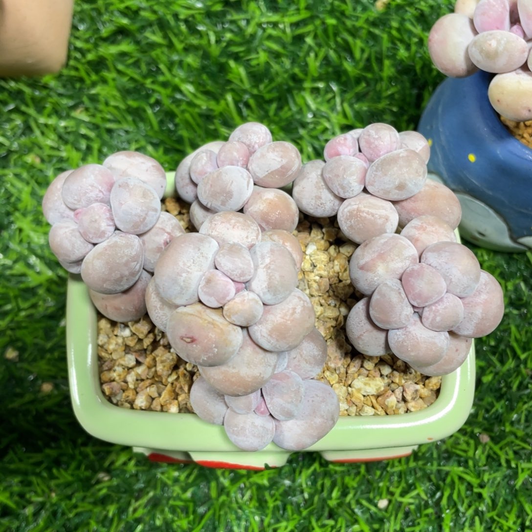 水光针奶酪多肉植物