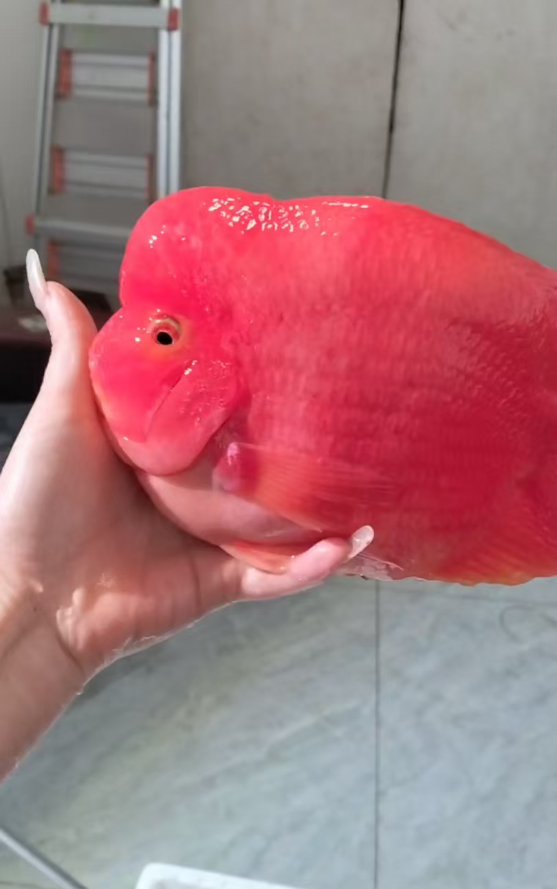 精挑正宗23-24厘米宽体财神