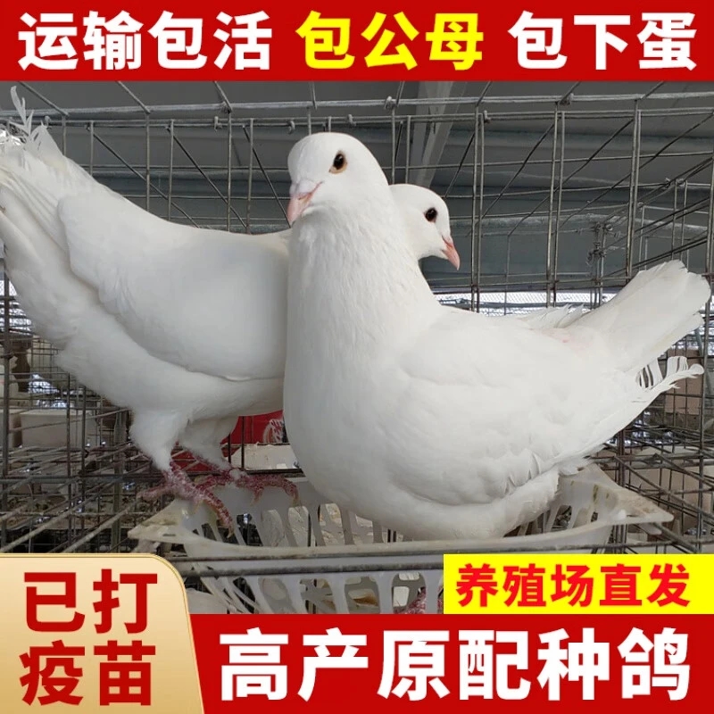 米玛斯卡奴种鸽落地王生鲜鸽子