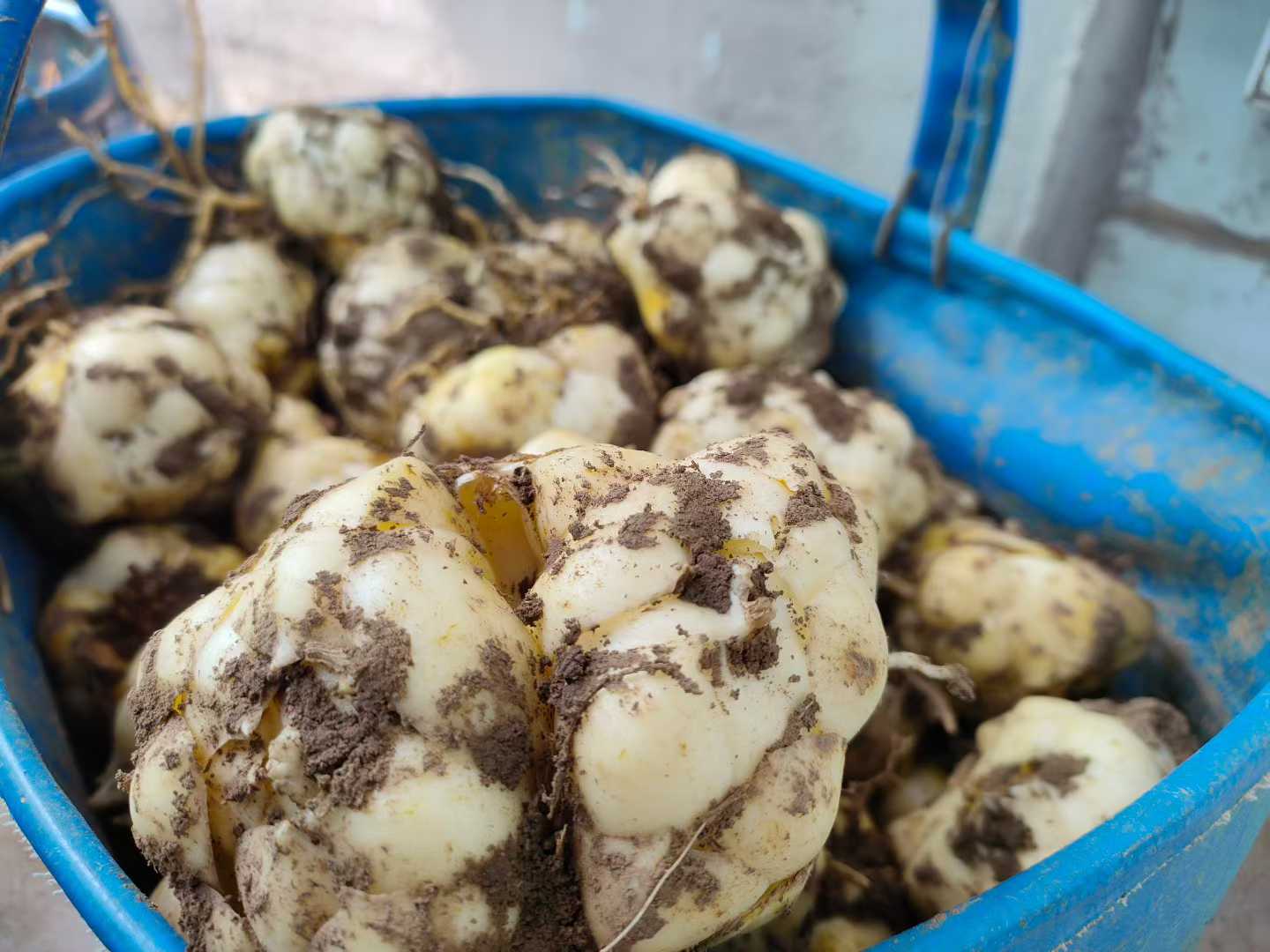 （福利）尝鲜价 新鲜现挖产地直发百合可晒干食用适合炒菜煲粥