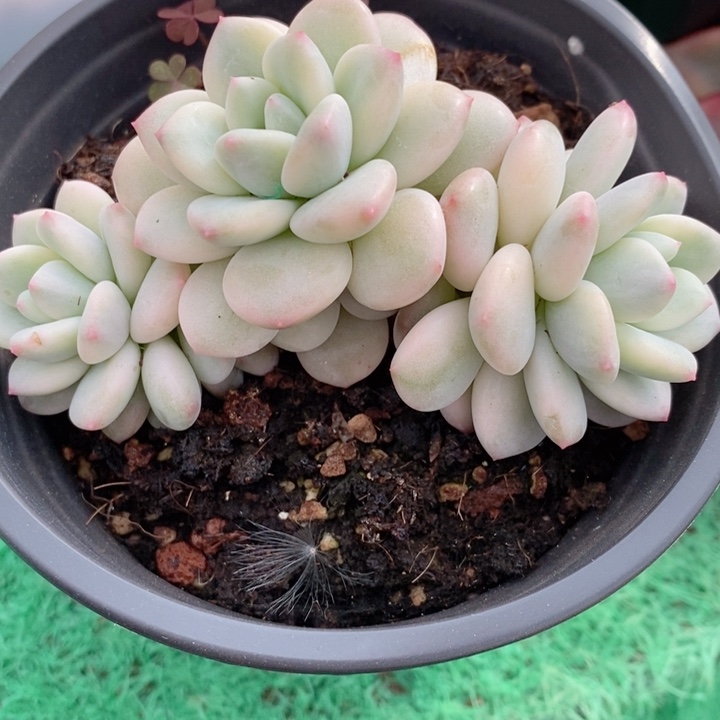 白马锦多肉锦景天