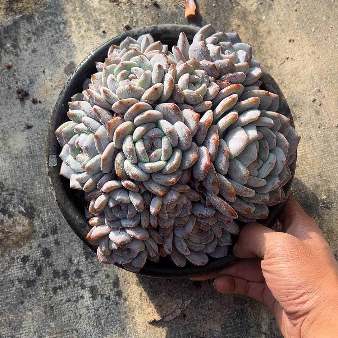 石榴籽10头多肉植物