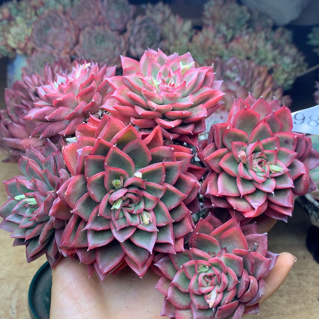 982杂交精品基地