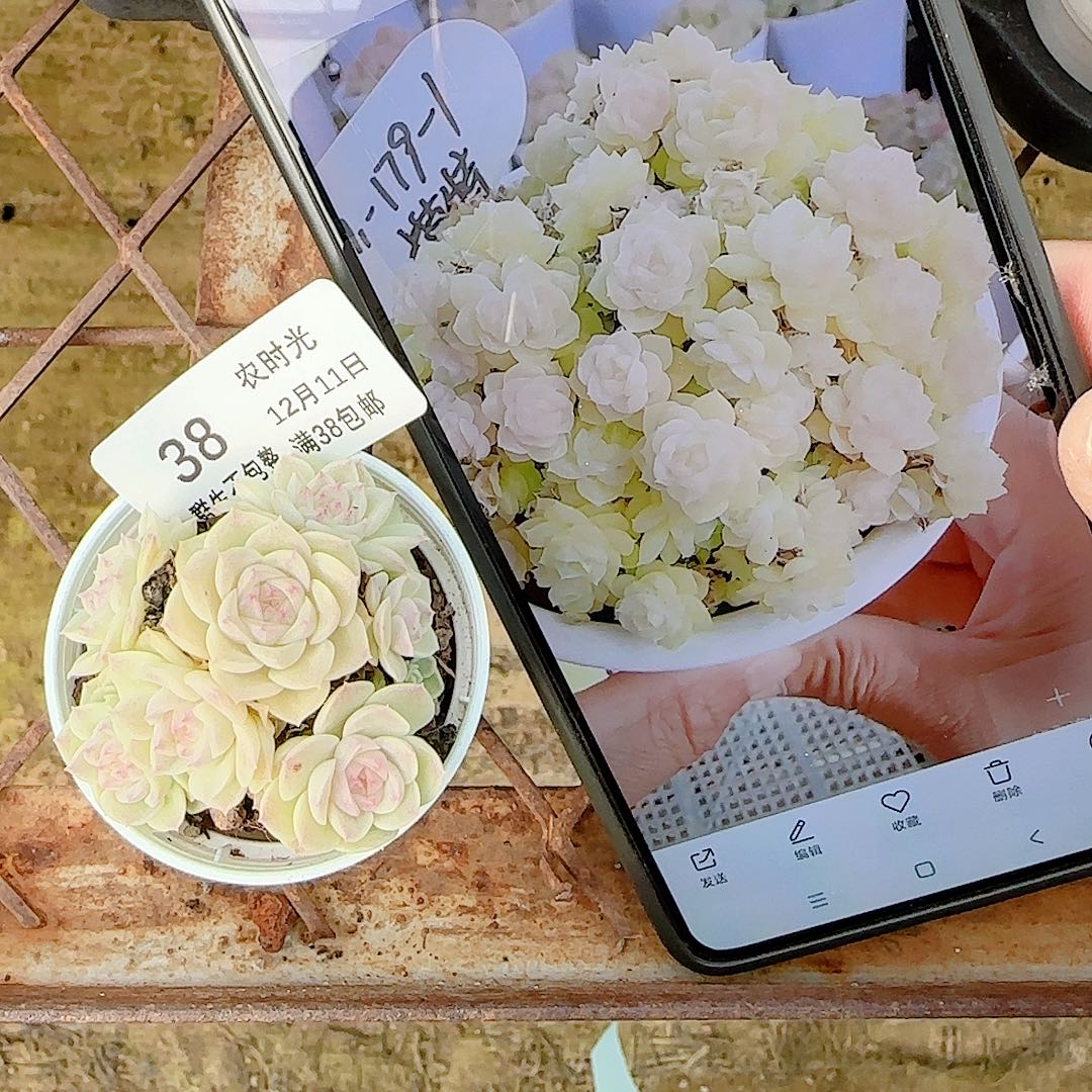 1211-38（m1-179-1）多肉