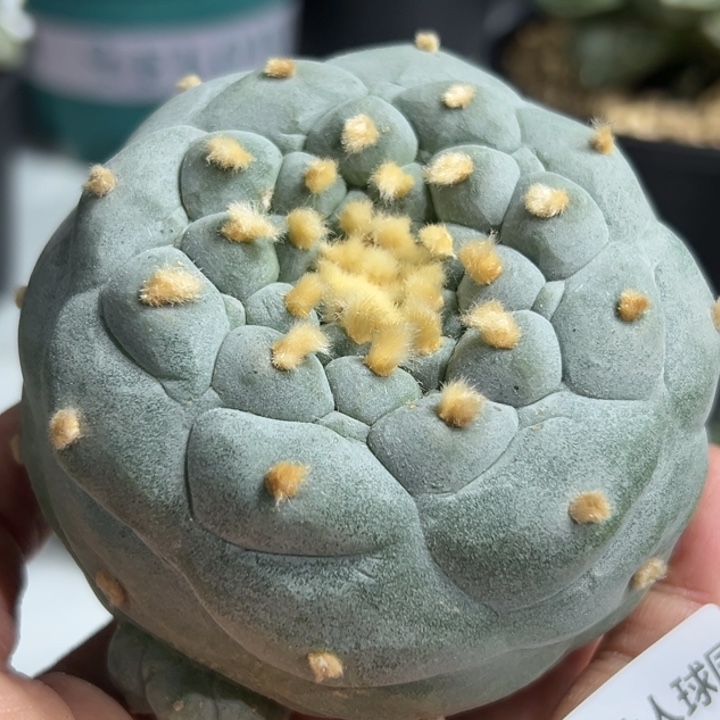 813 可帮发根可发货