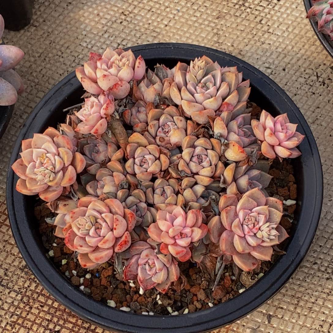 兰*多肉植物一物一拍