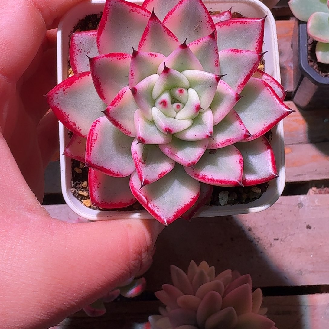 幽鬼锦多肉多肉多肉