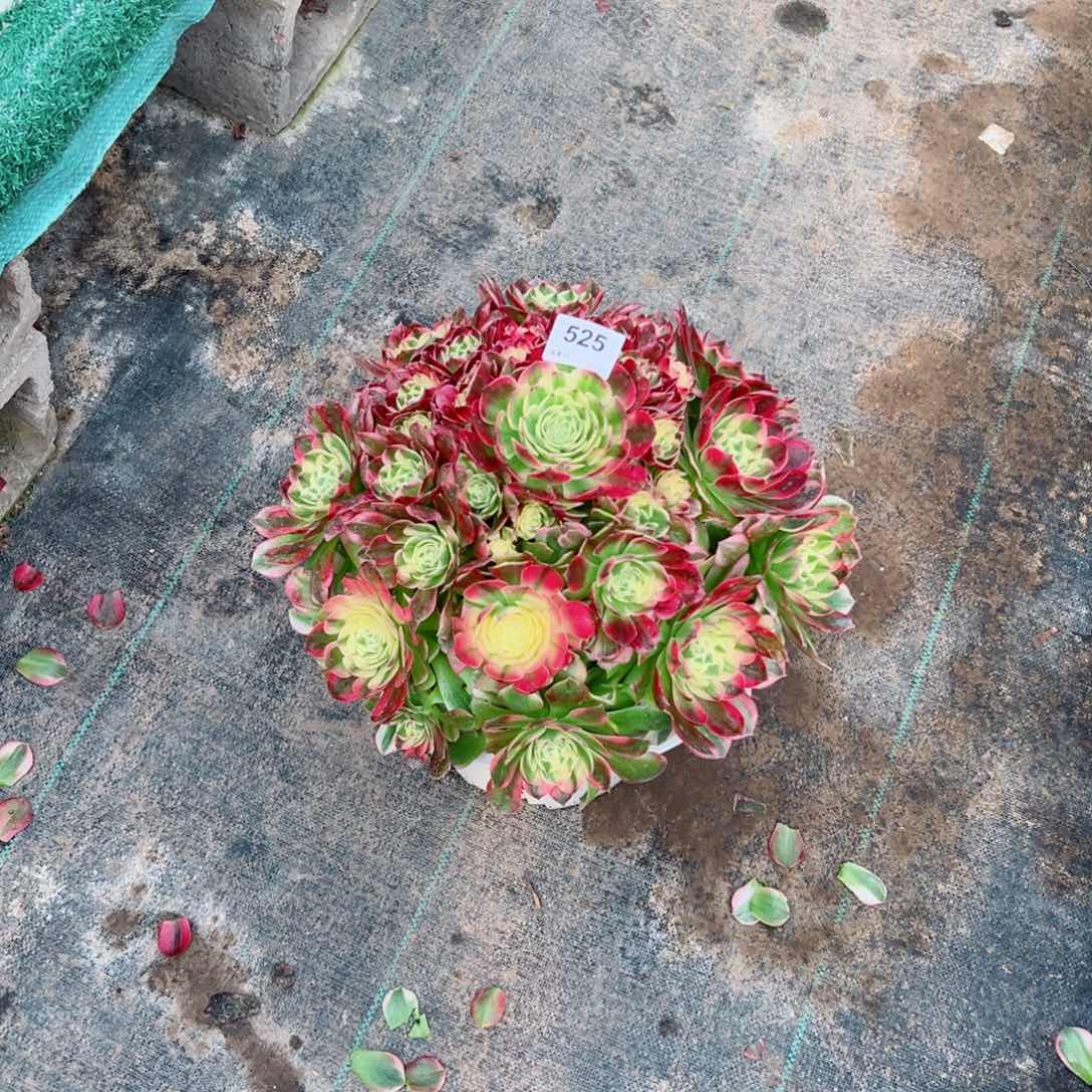 ****525海仙法师多肉植物