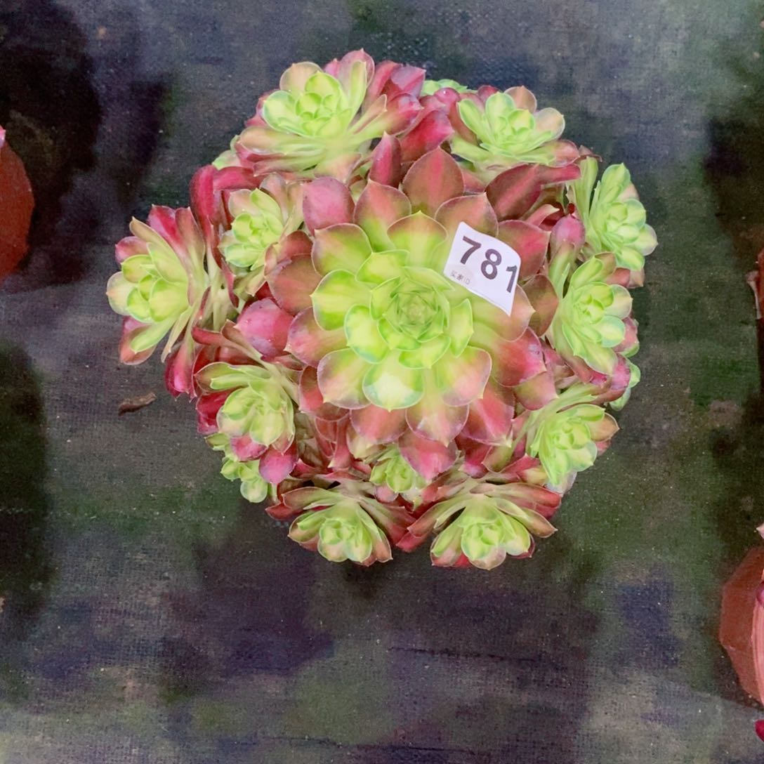 韶华781多肉1111