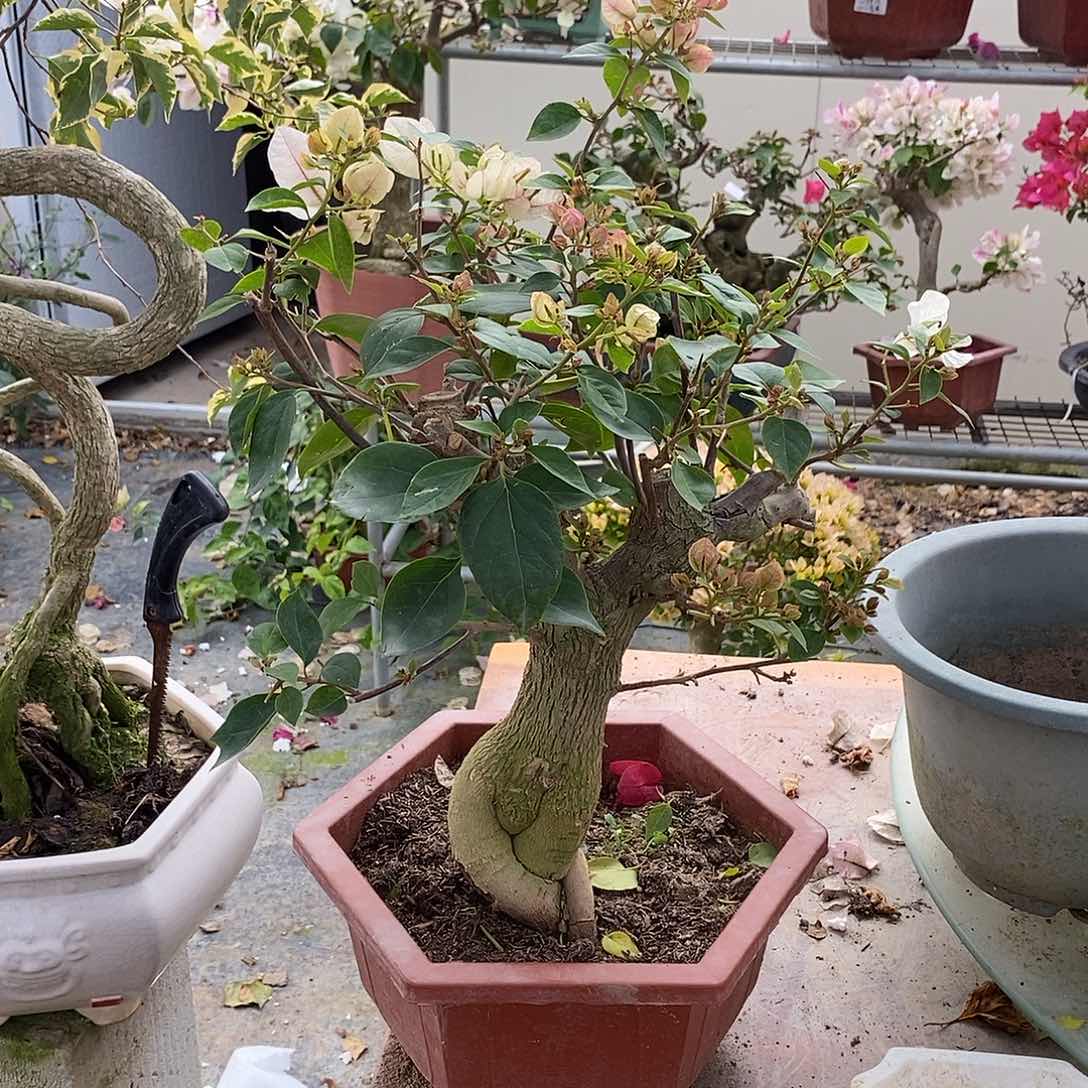 红陶媚*媚章红英一物一拍