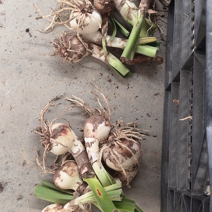 北方姑娘侧芽1堆6个