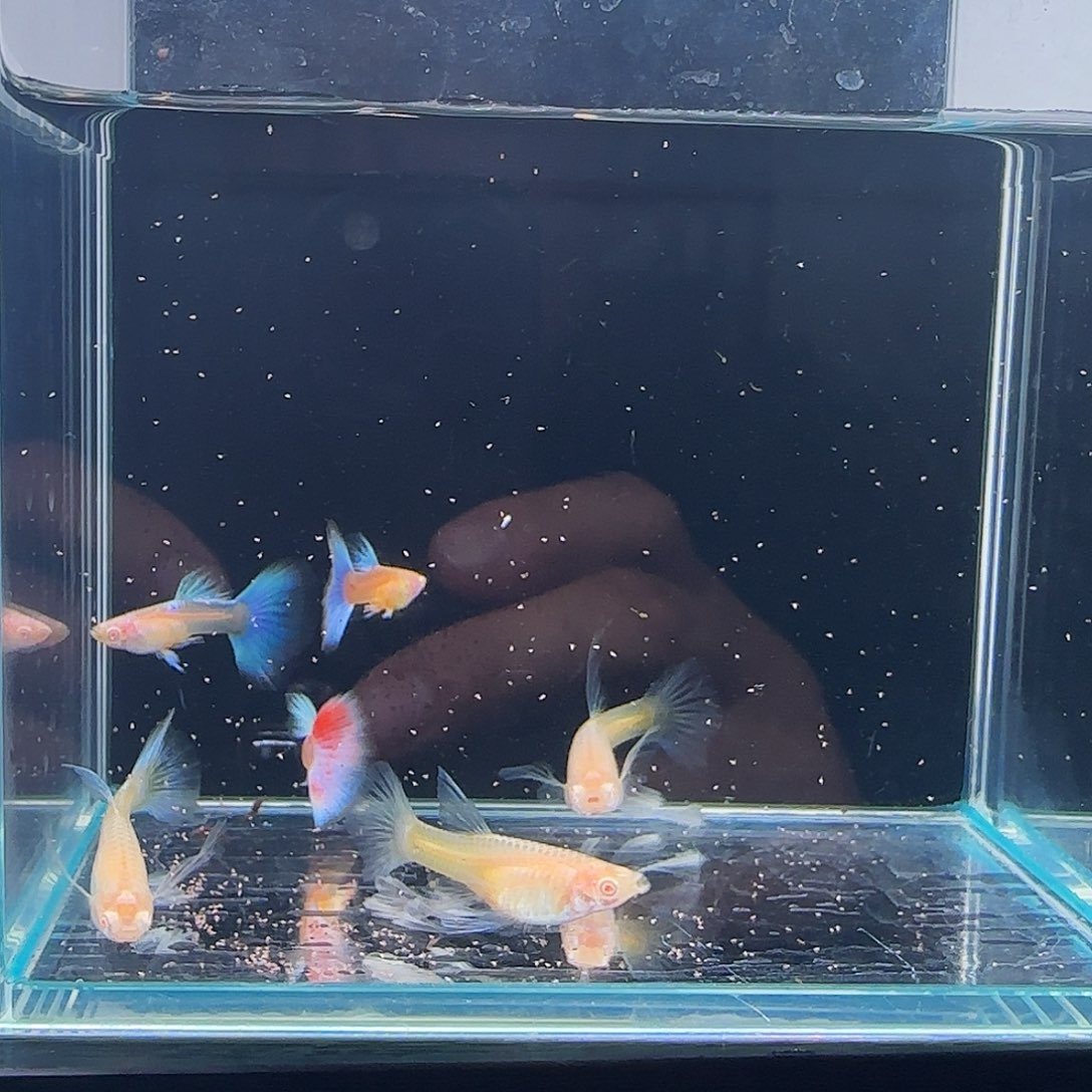 孔雀鱼蓝白绣球3对