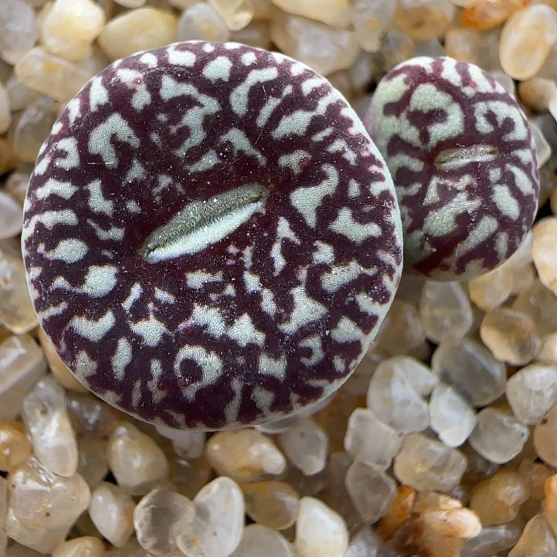 多肉植物超墨88号链接