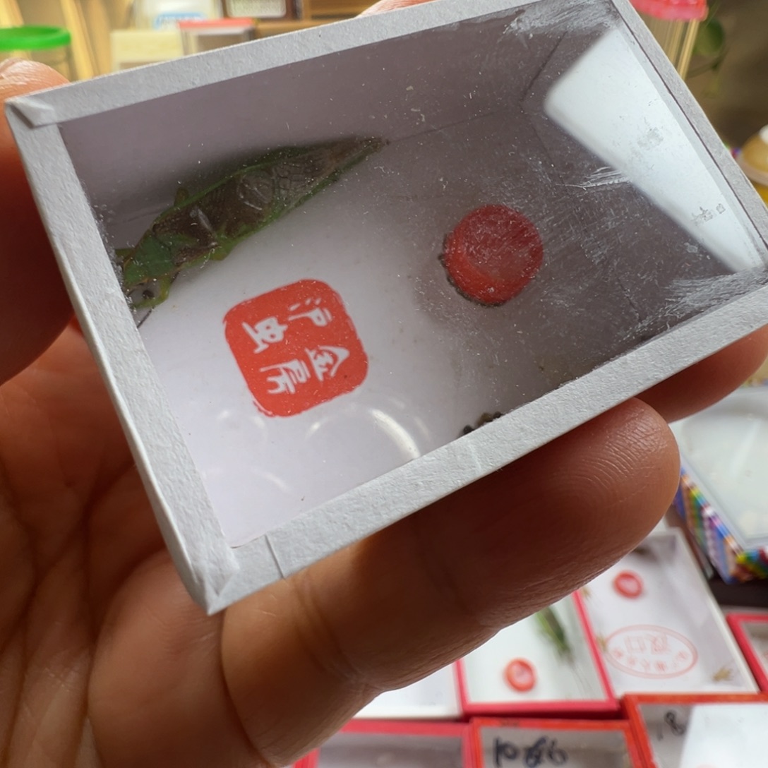 蟋蟀一只精品霍氏