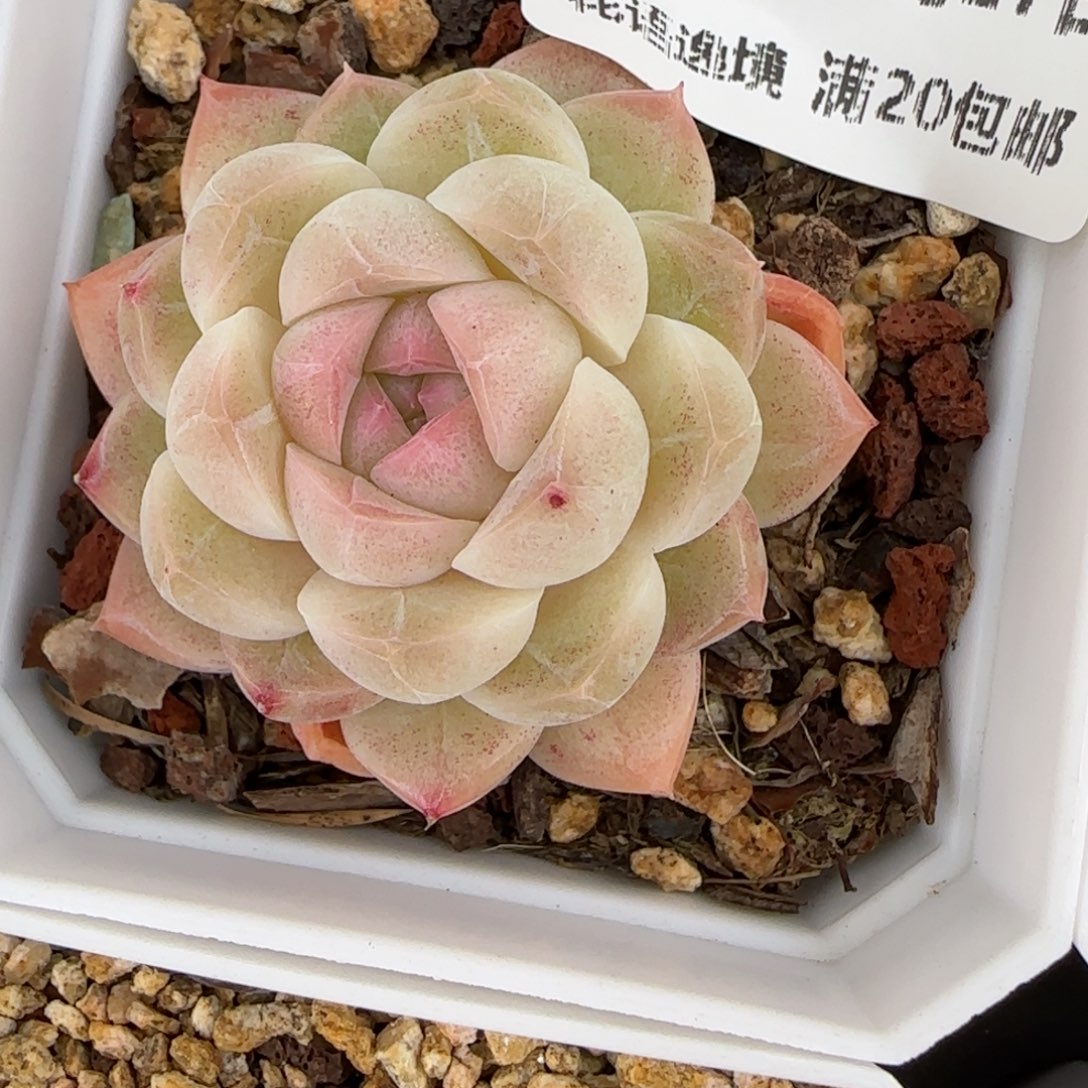 花语逸镜0127-410