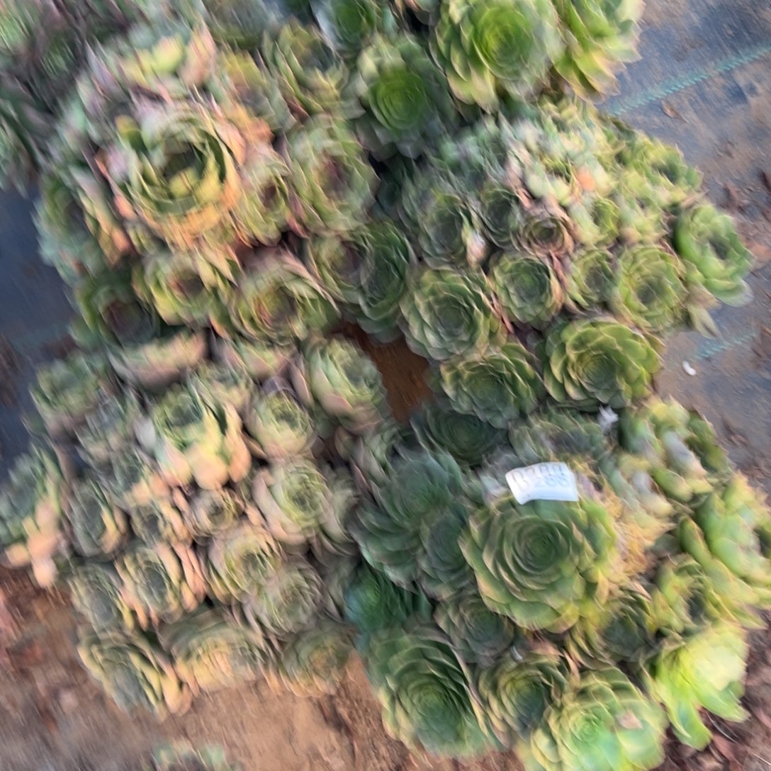 雨***。288五颗组合多肉植物法师