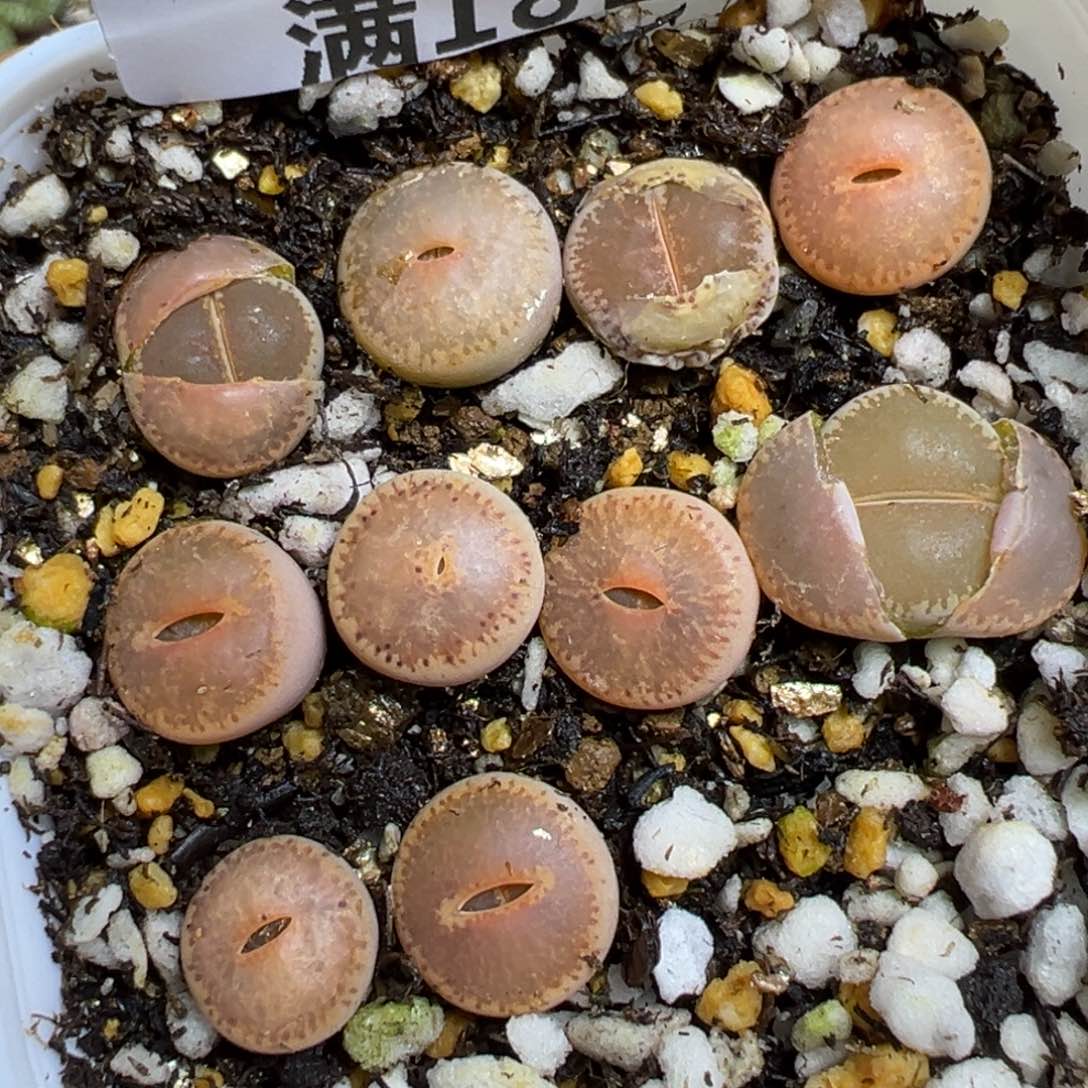 【闪购商品】 158。