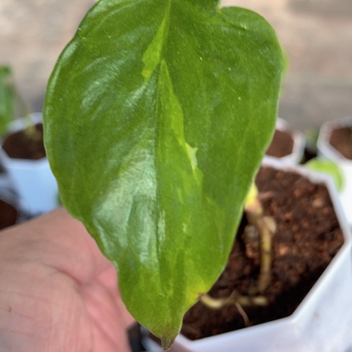 龟***师完全开放种子苗龟背竹