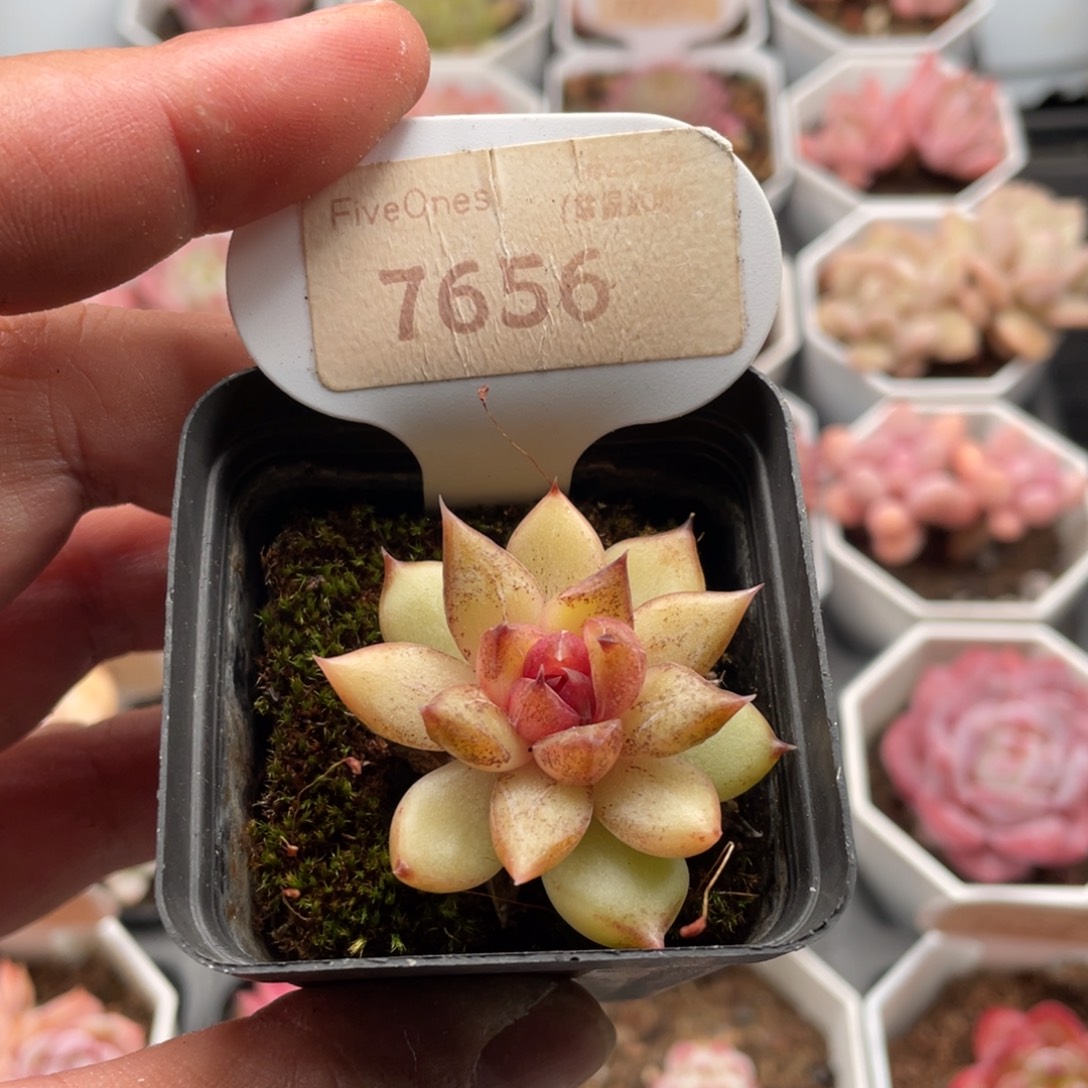 水晶杂7656-4.5厘米