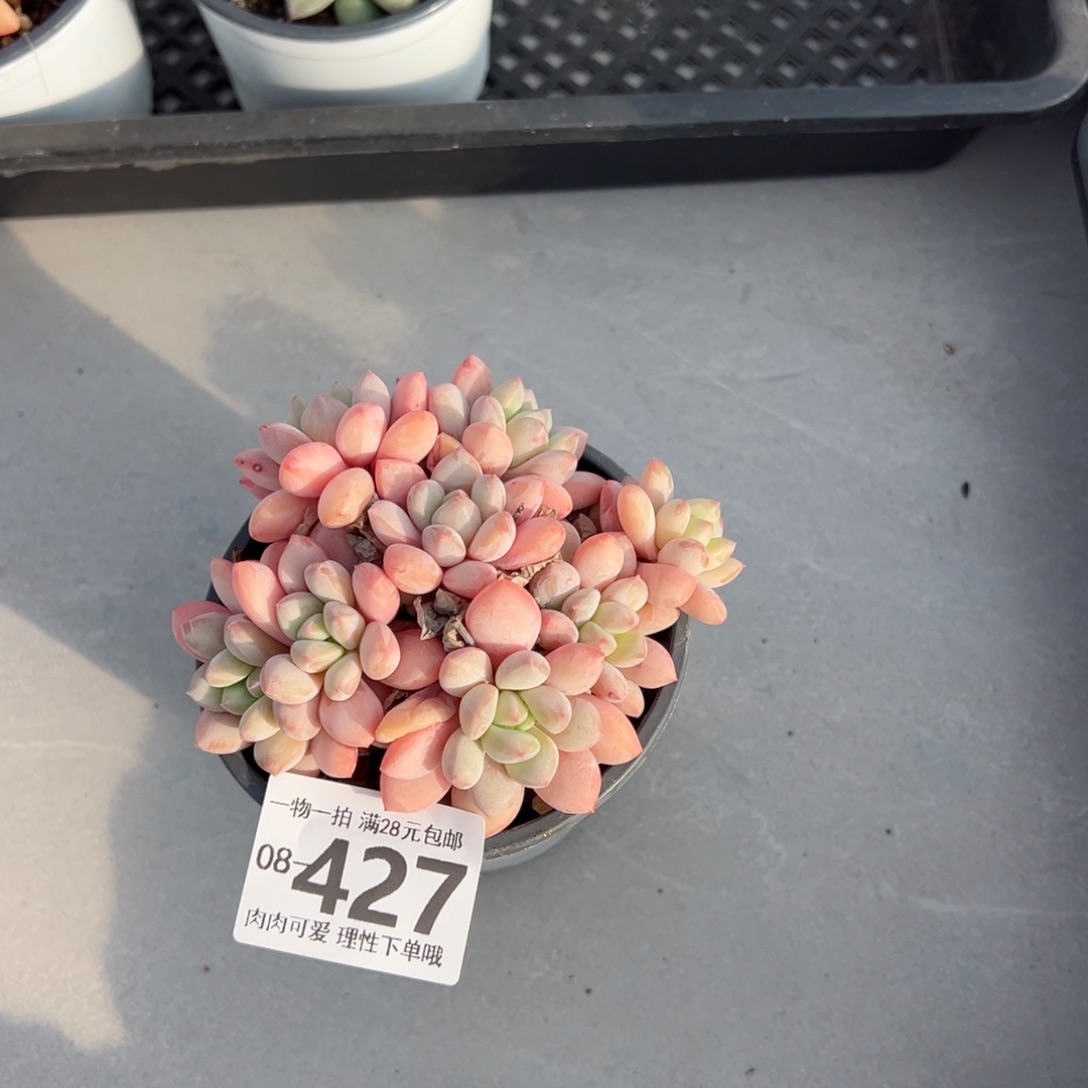 拉丝雨多肉多肉多肉