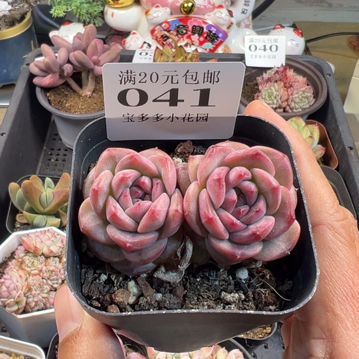 红琥珀双头一物一拍多肉满20包邮明天发货