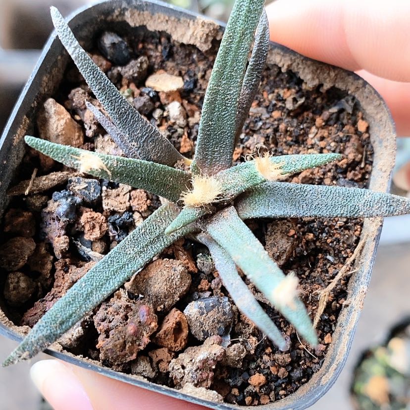 【闪购商品】实生龙舌兰