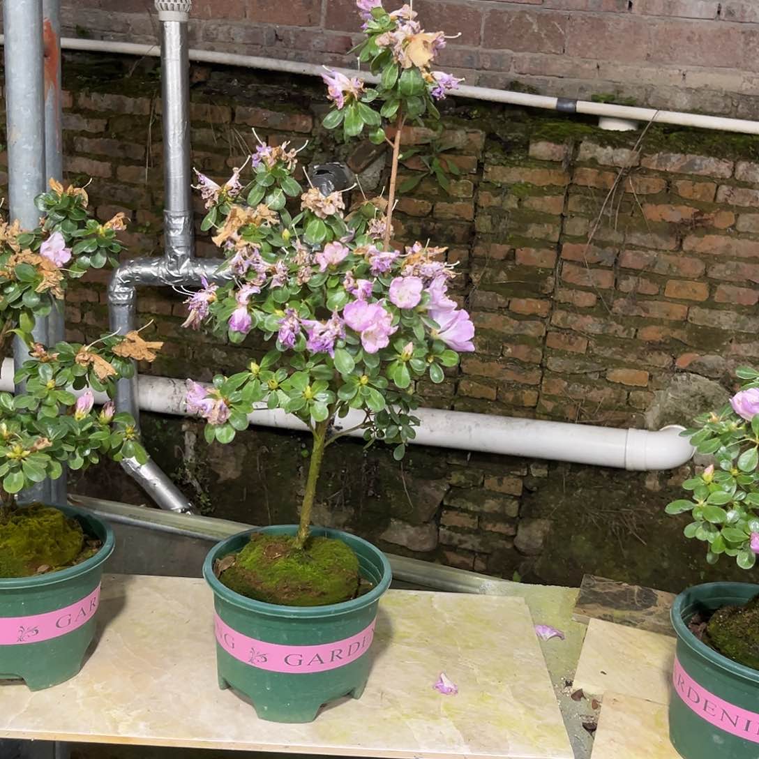 熏风皋月杜鹃花花