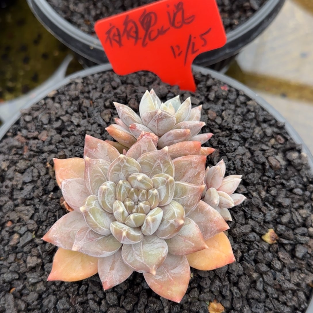 ****混多肉植物多肉植物