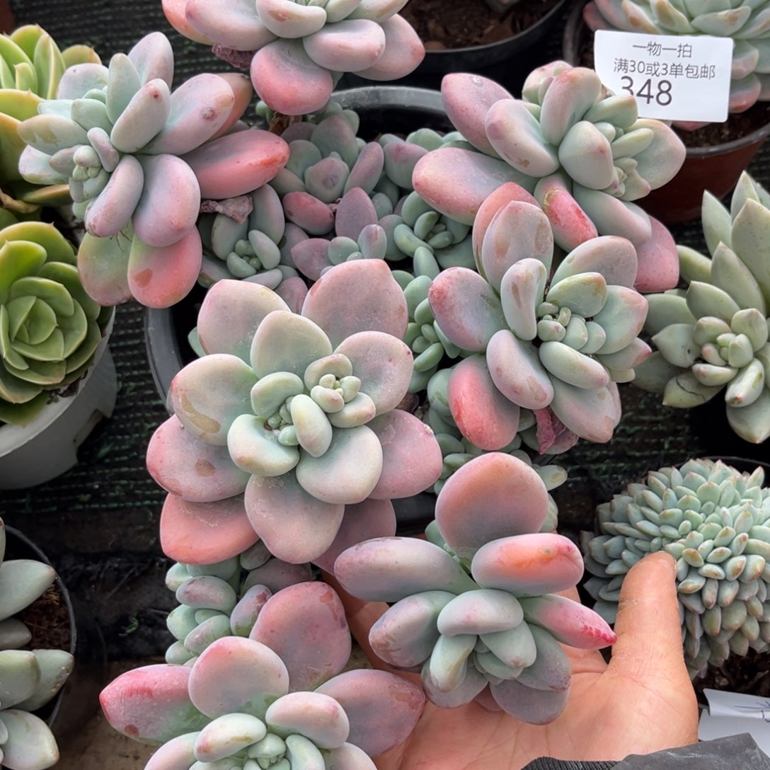 348红洛神多肉植物……