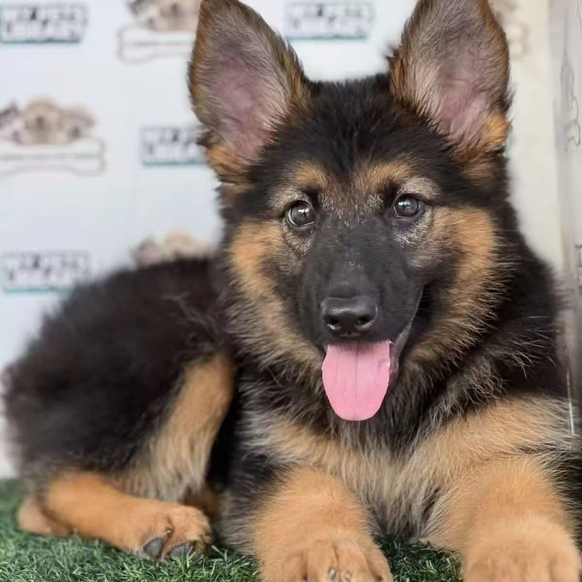 德牧幼犬弓背帅气活物德国牧羊犬警犬大型狼狗猎犬宠物正品狼狗