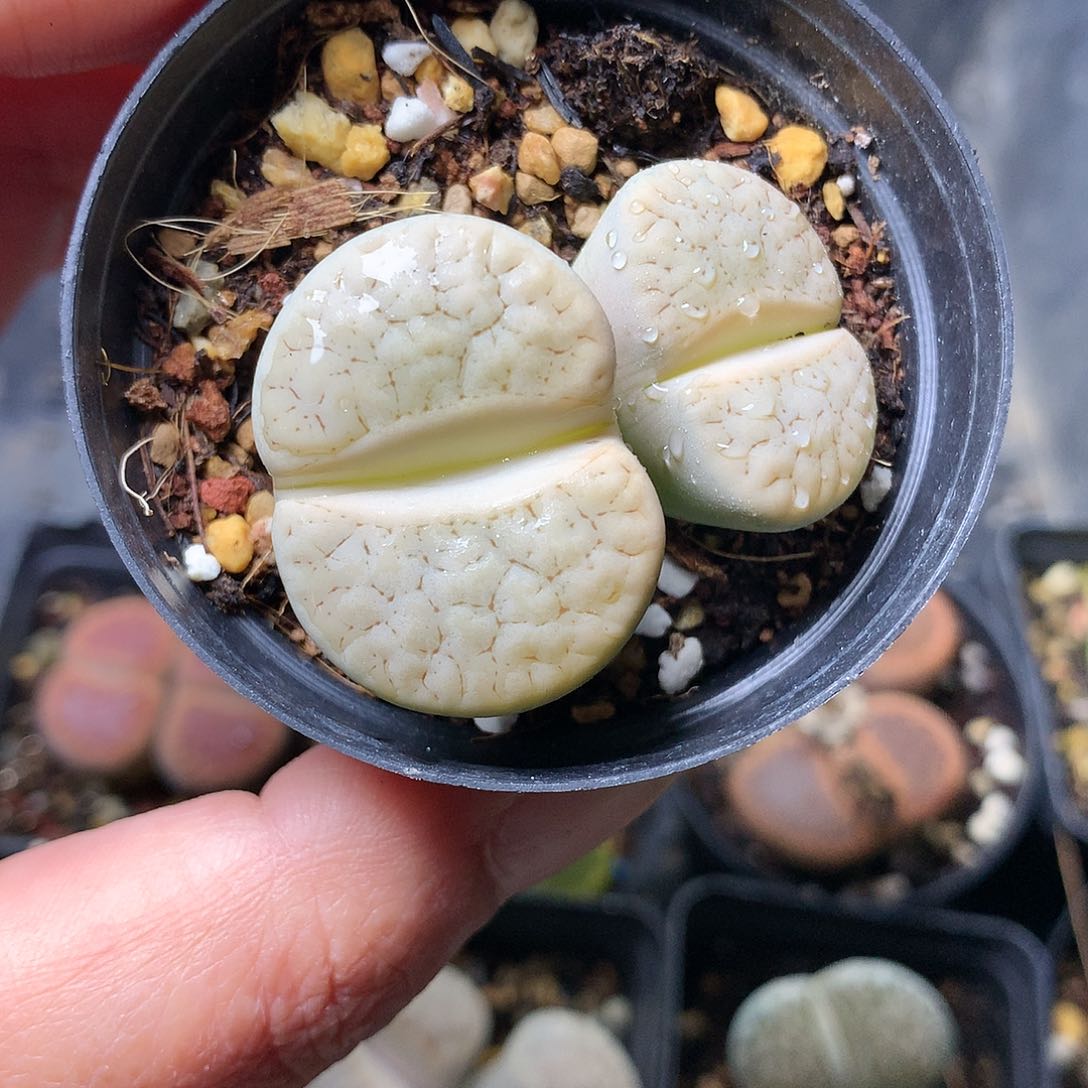 G39多肉植物保护研究所