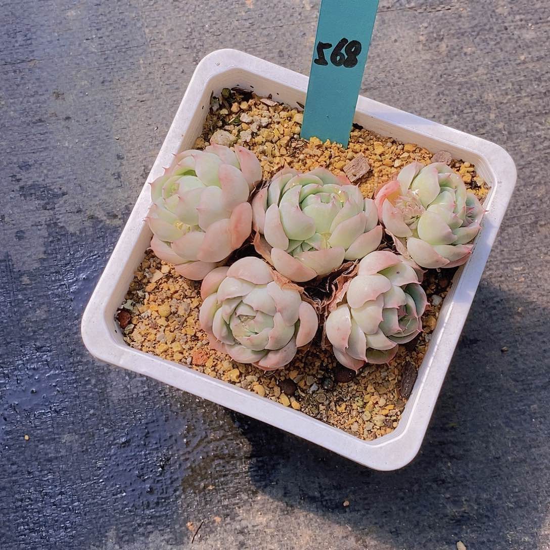 568多肉植物老桩