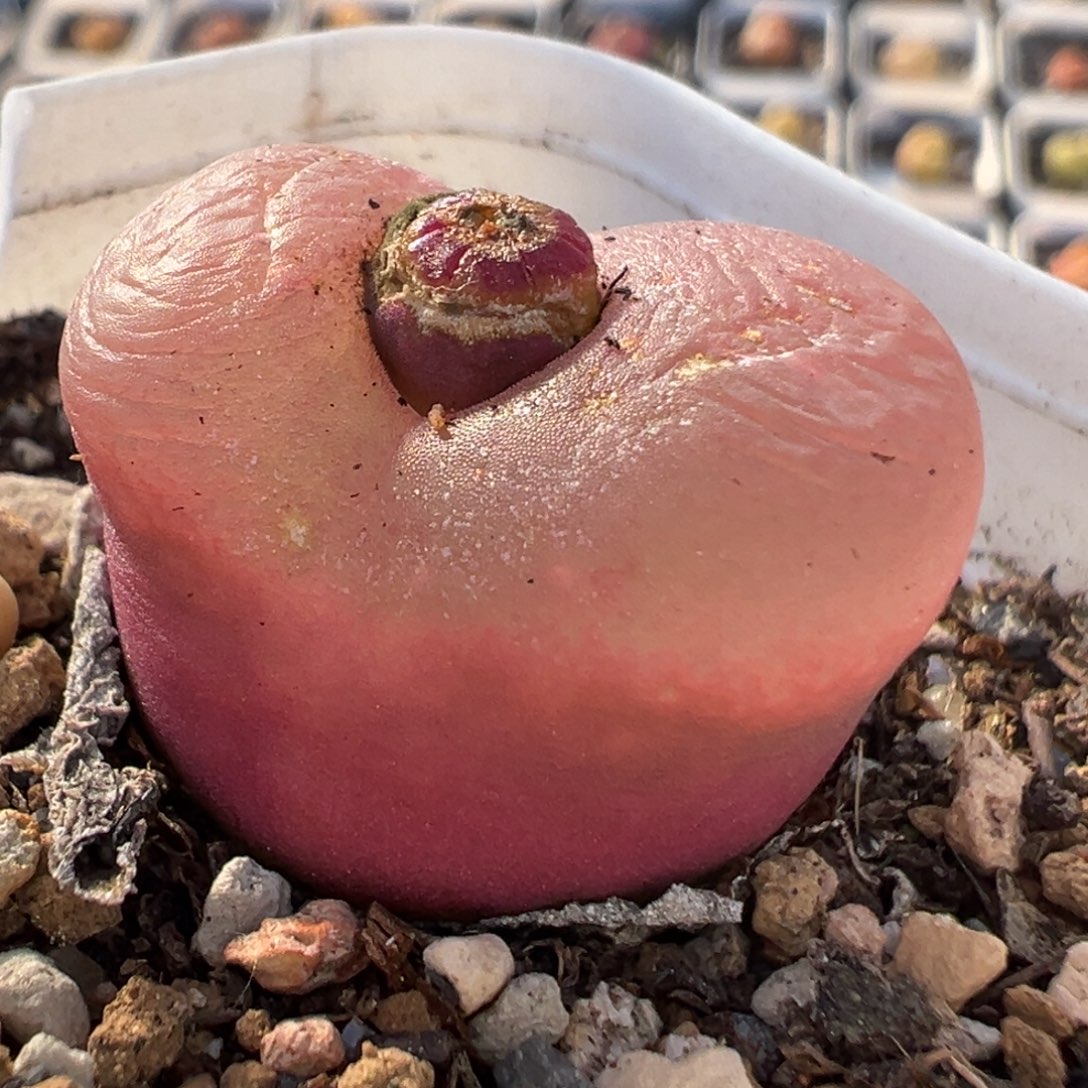 毛毛多肉植物百科