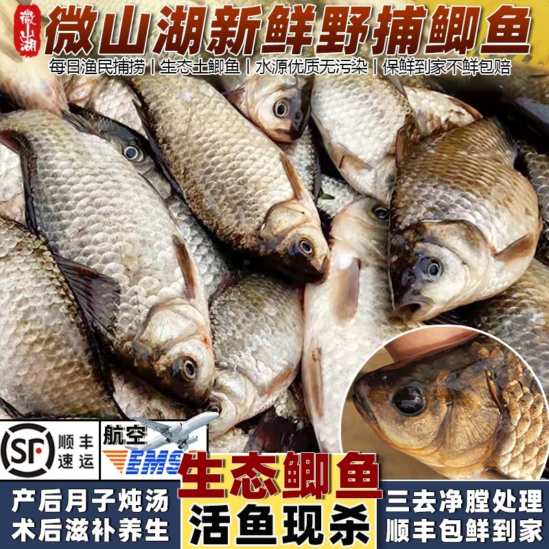 [活杀]顺丰包邮微山湖纯野鲫鱼（中大号拍4斤发8斤）现捕现发