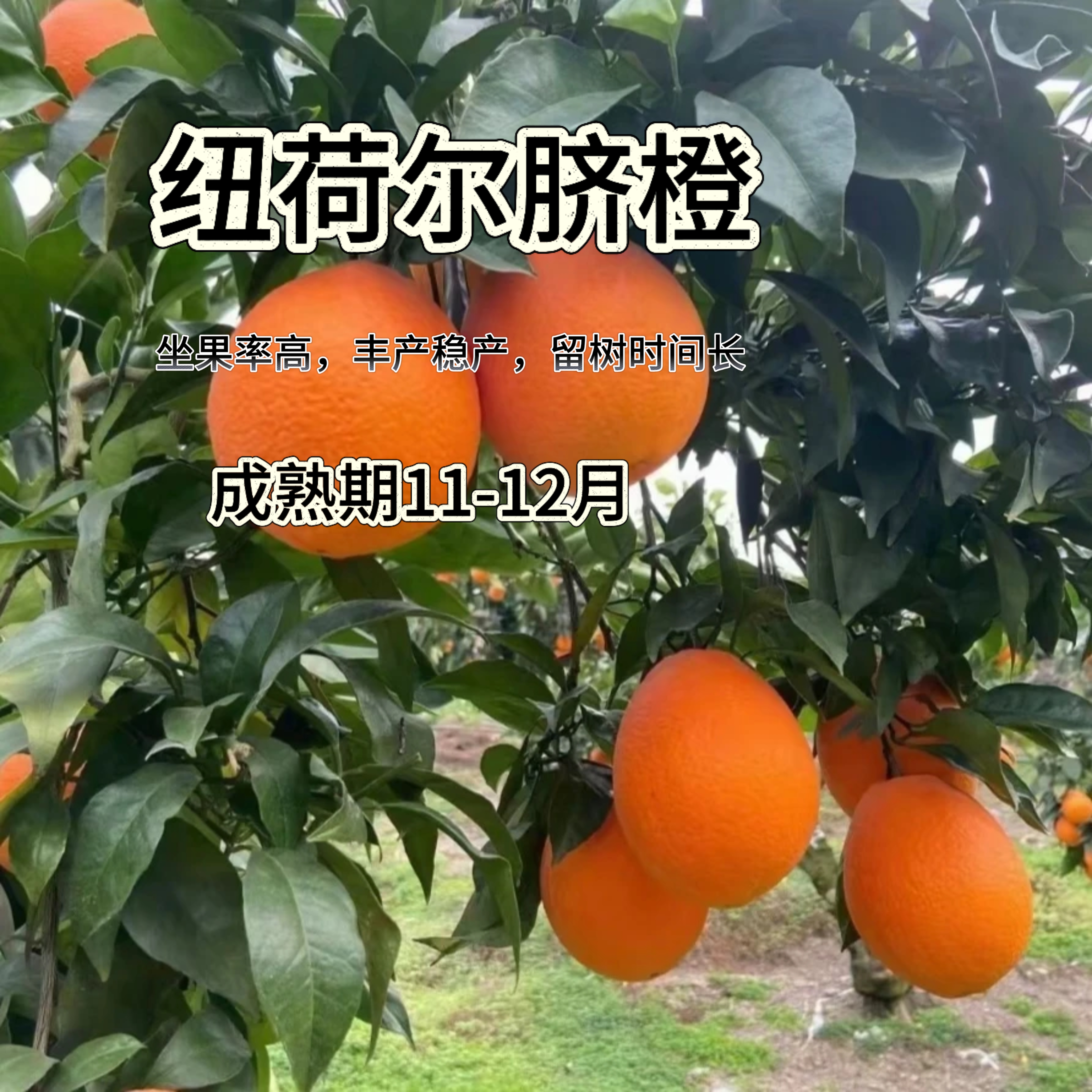 【纽荷尔脐橙】直播福利 2颗 2年容器苗
