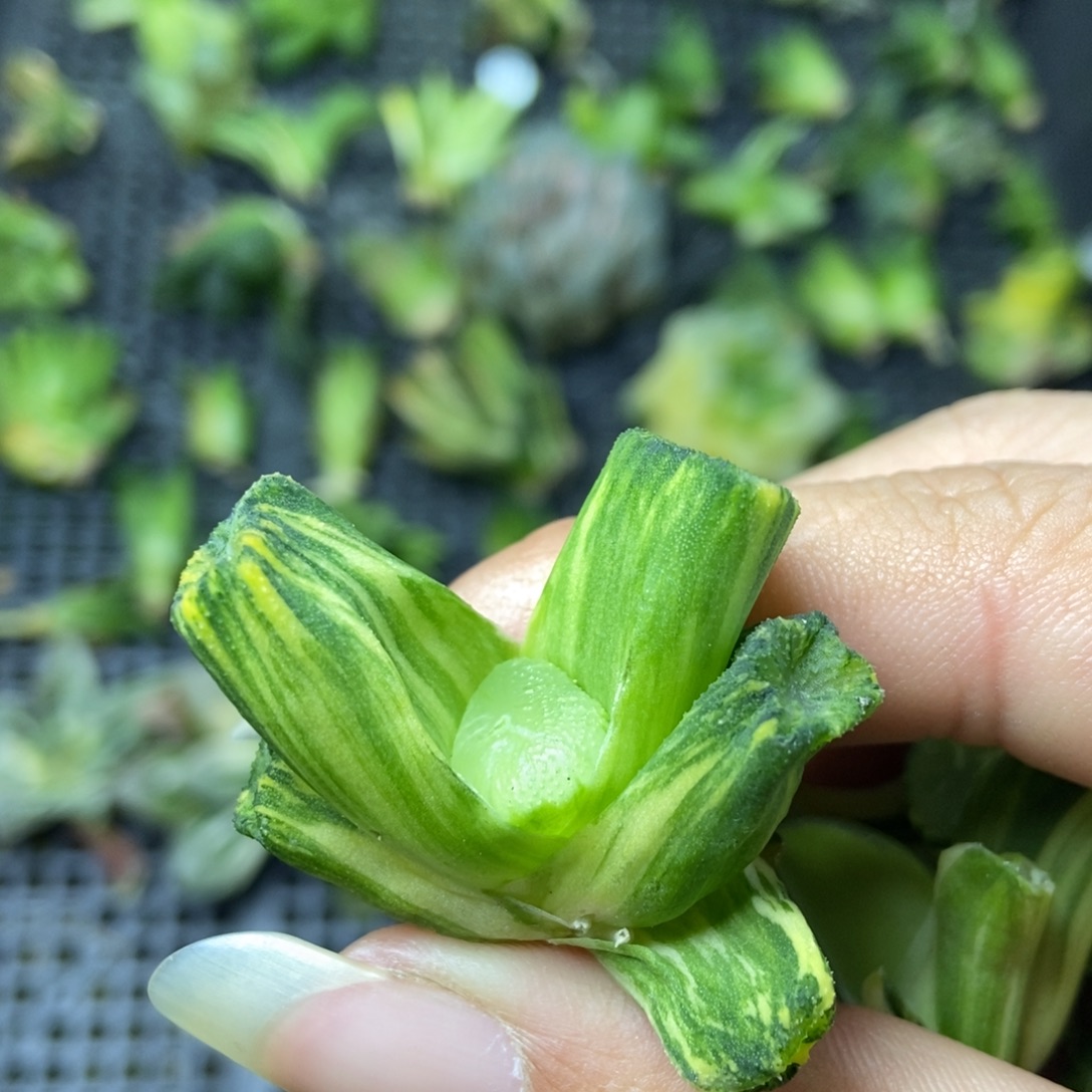 是是是是是是是是是寿