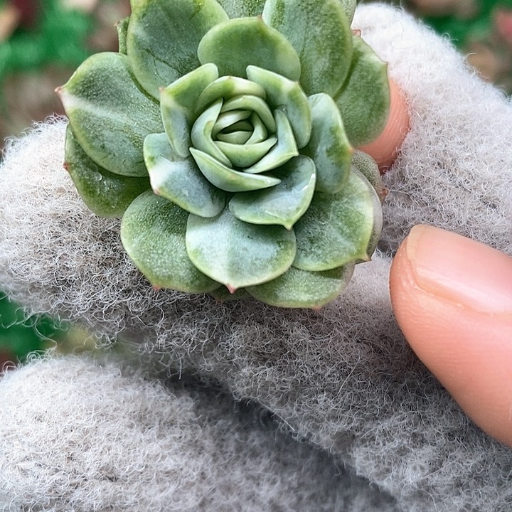 静月锦一物一拍，