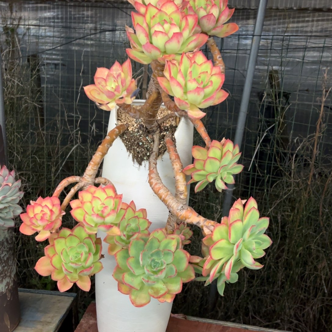 水墨仙子换水墨仙子补差价