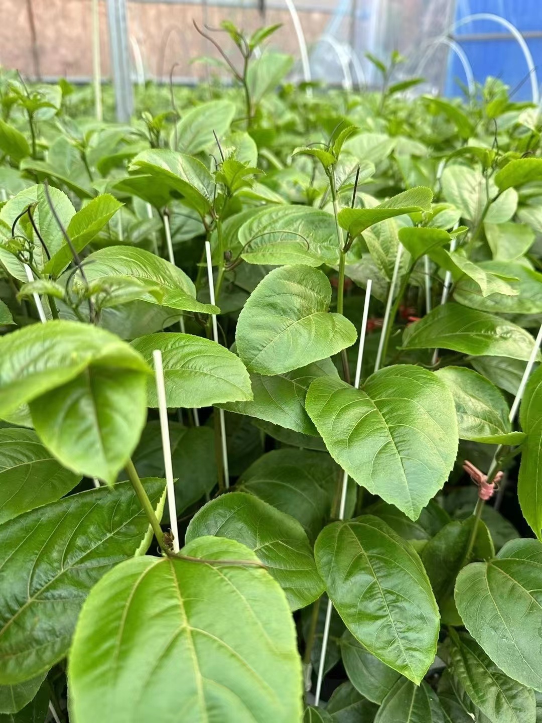 精选9号四季爬藤绿植带土盆栽庭院种植
