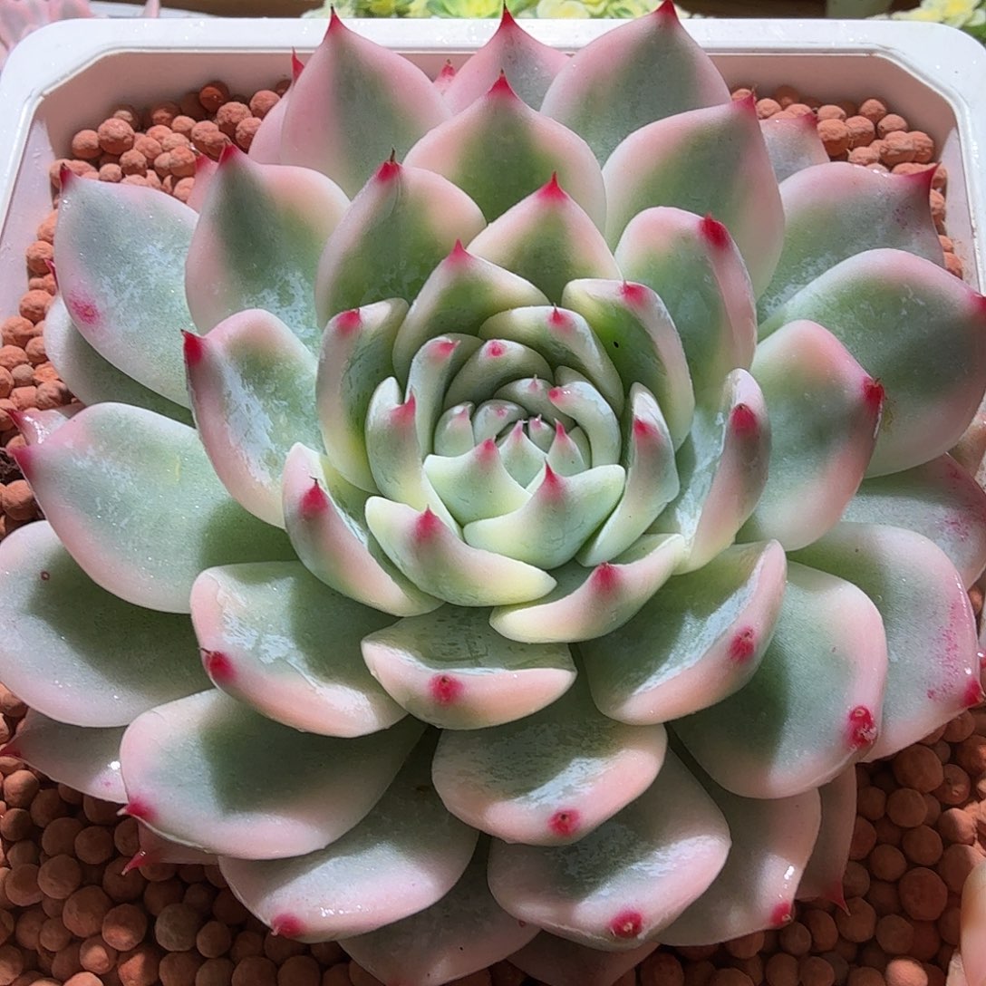 吉娃娃锦，多肉植物