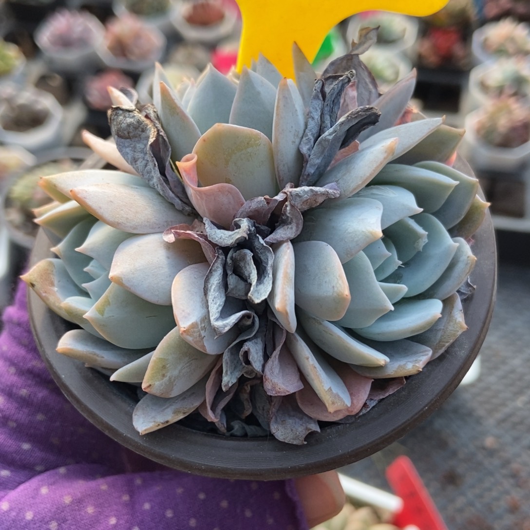 6106白茶多肉植物多肉