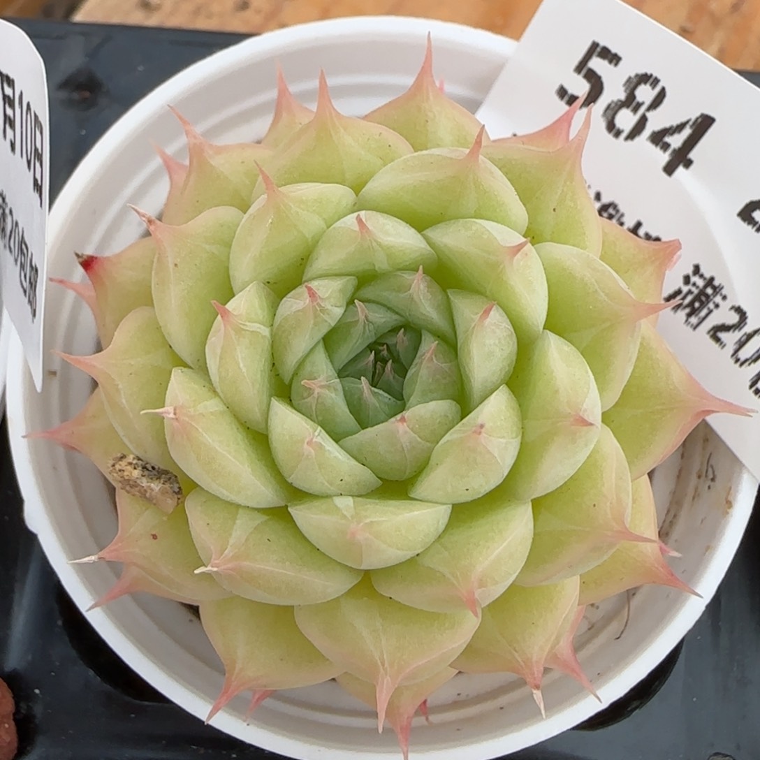 花语逸境0210-584