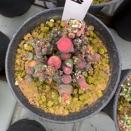 149-0222变形金刚脱土发多肉