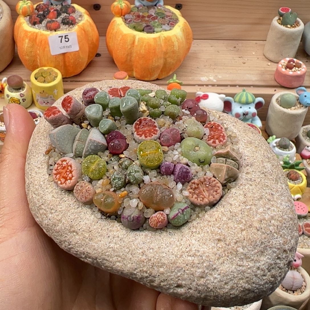 多肉植物113号彩色