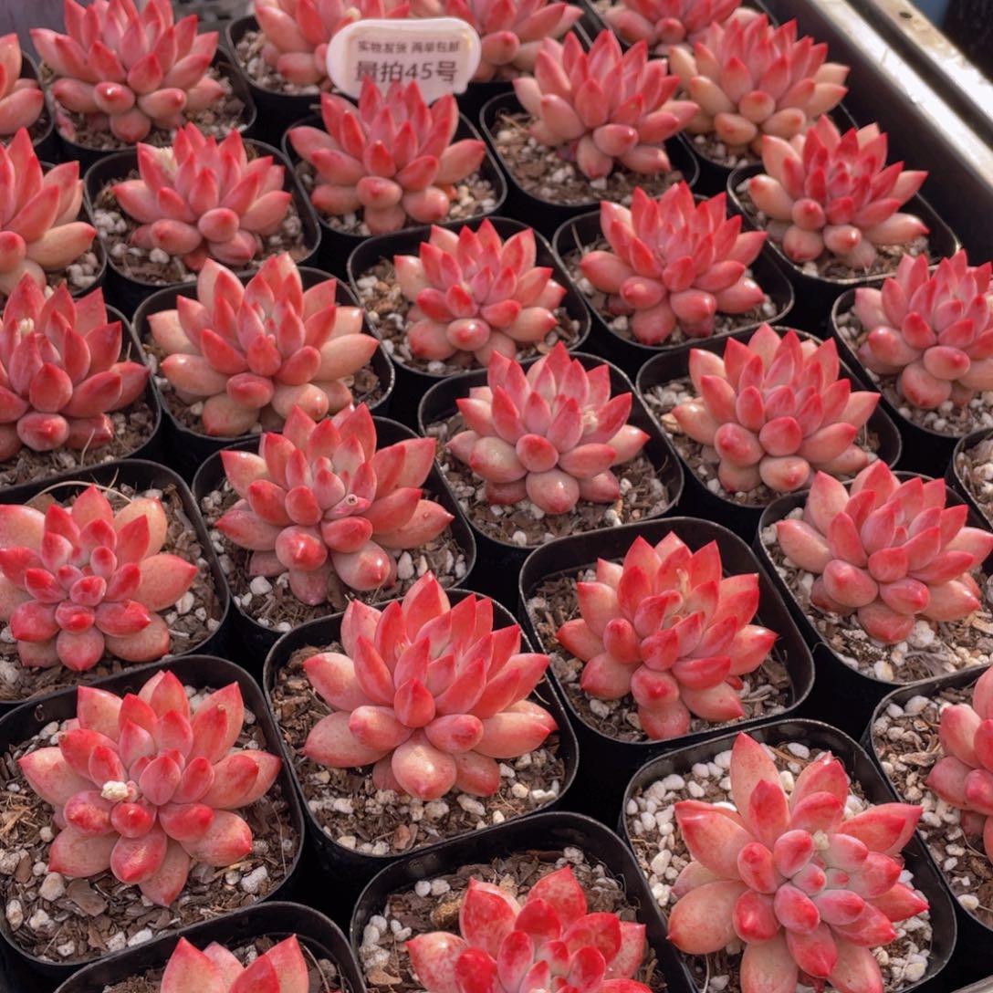 量拍45号全状态丸叶金鱼姬车厘子单头一个