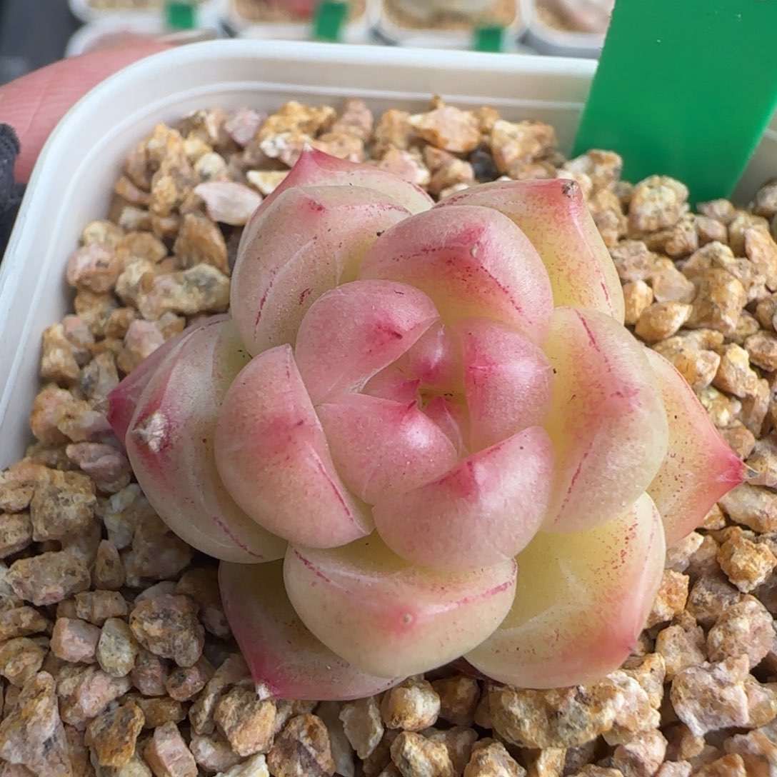 多肉216   糖心   5厘米盆